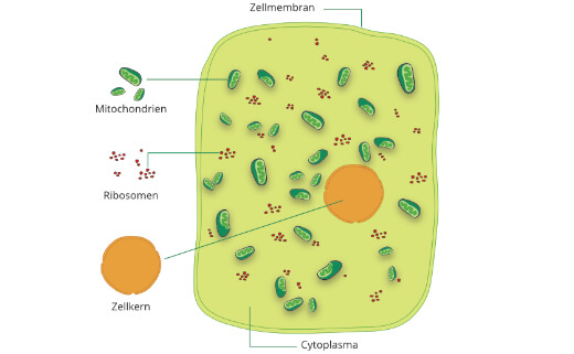 Mitochondrium Zelle
